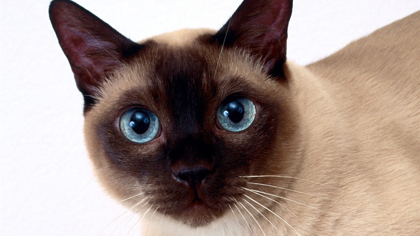 1600 Cat Foto tapety (4) #9 - 1366x768