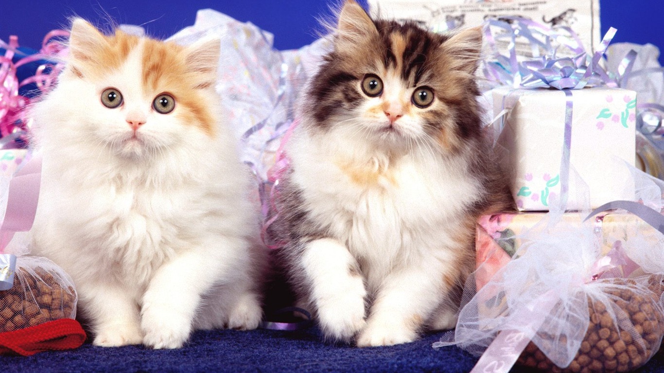 1600 Cat Foto tapety (4) #10 - 1366x768