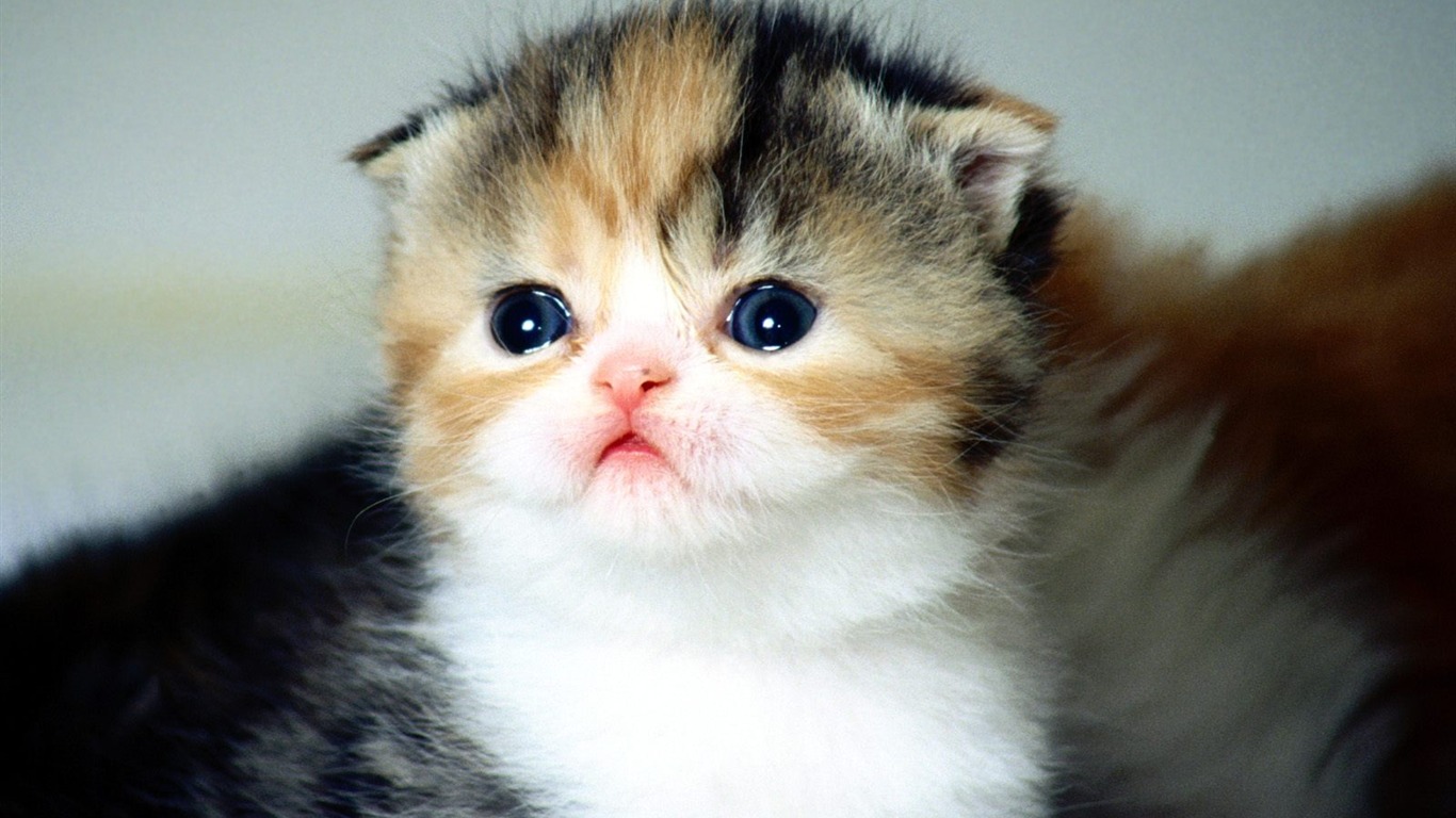 1600 Cat Foto tapety (4) #15 - 1366x768