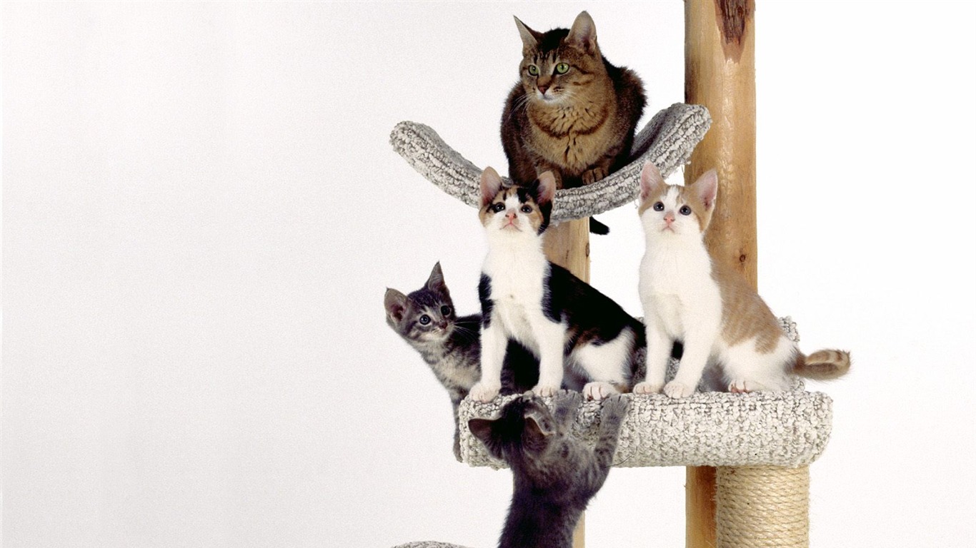 1600 Cat Foto tapety (4) #18 - 1366x768