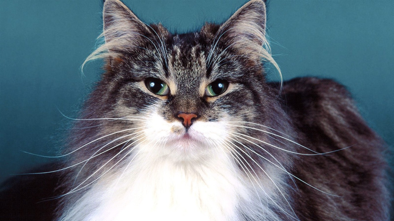 1600 Cat Foto tapety (4) #19 - 1366x768