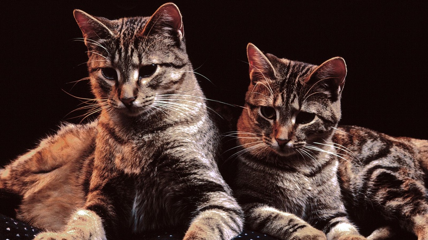 1600 Cat Photo Wallpaper (4) #20 - 1366x768