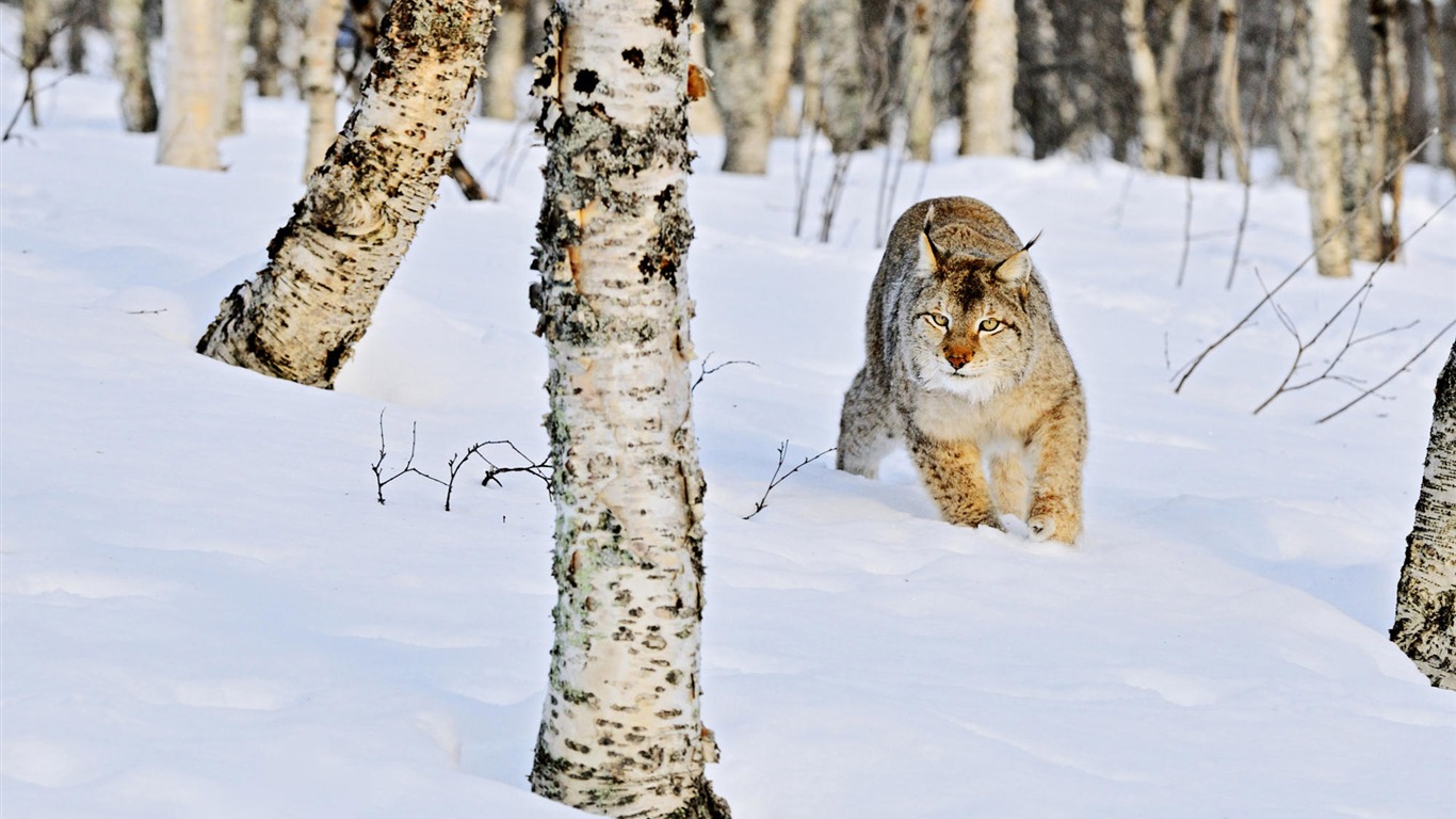 Animal Widescreen Wallpapers Collection (3) #7 - 1366x768