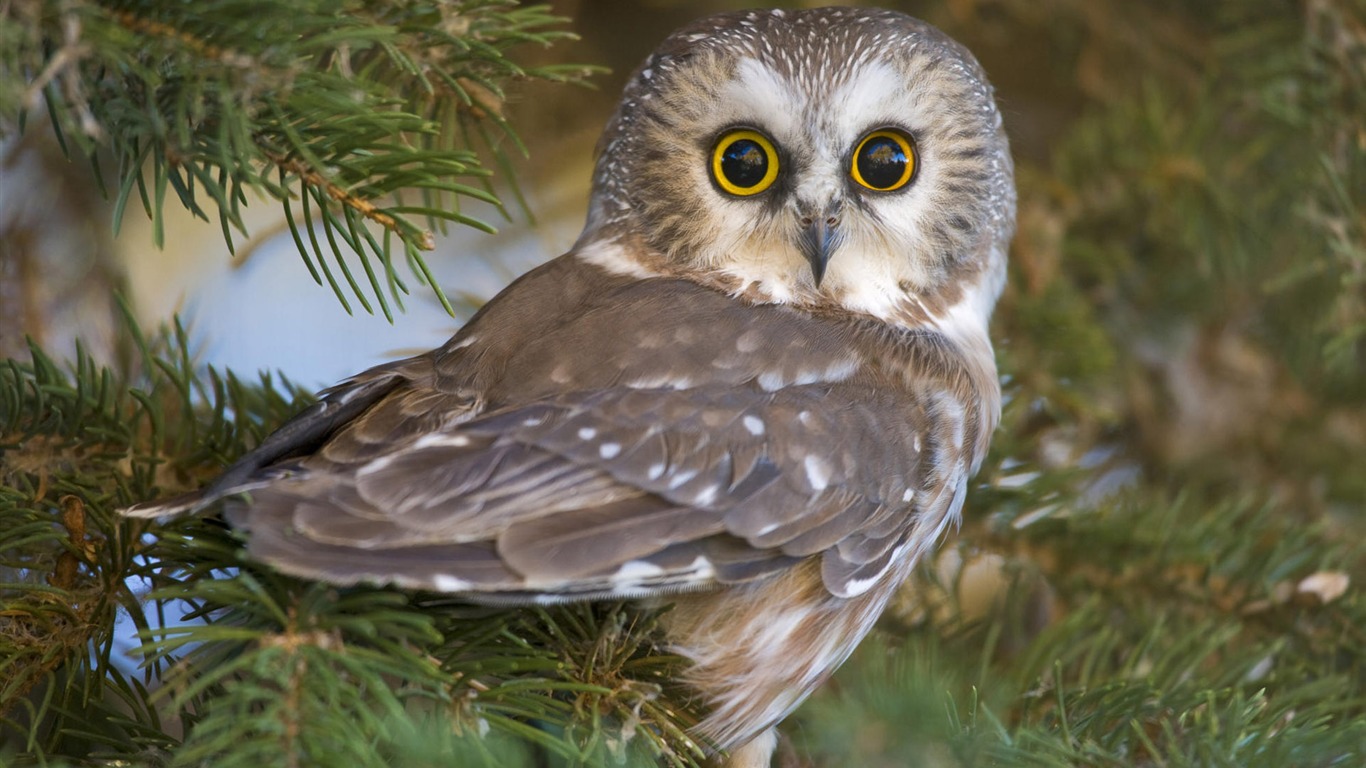 Animal Widescreen Wallpapers Collection (3) #11 - 1366x768