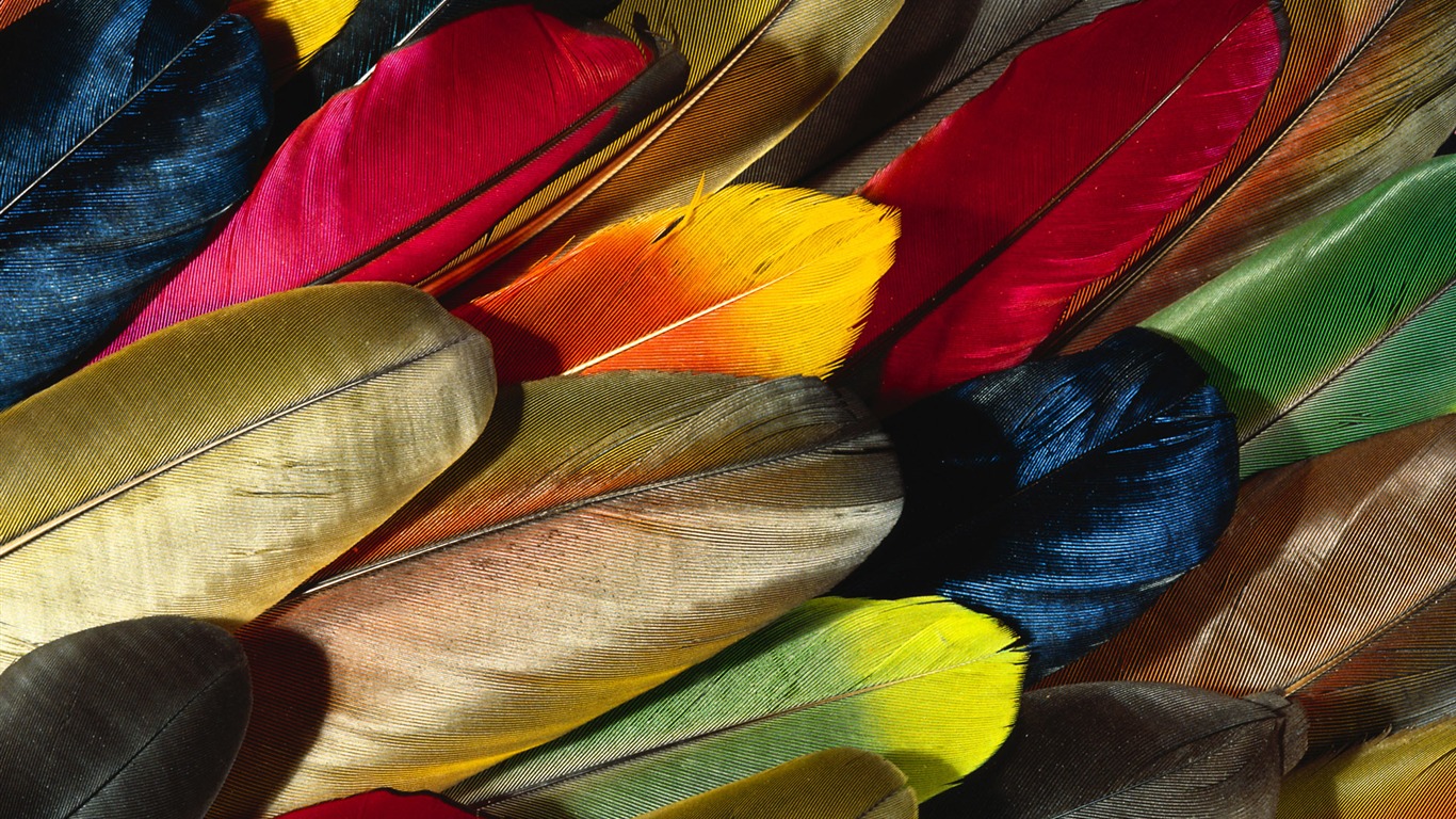 Colorful feather wings close-up wallpaper (2) #1 - 1366x768