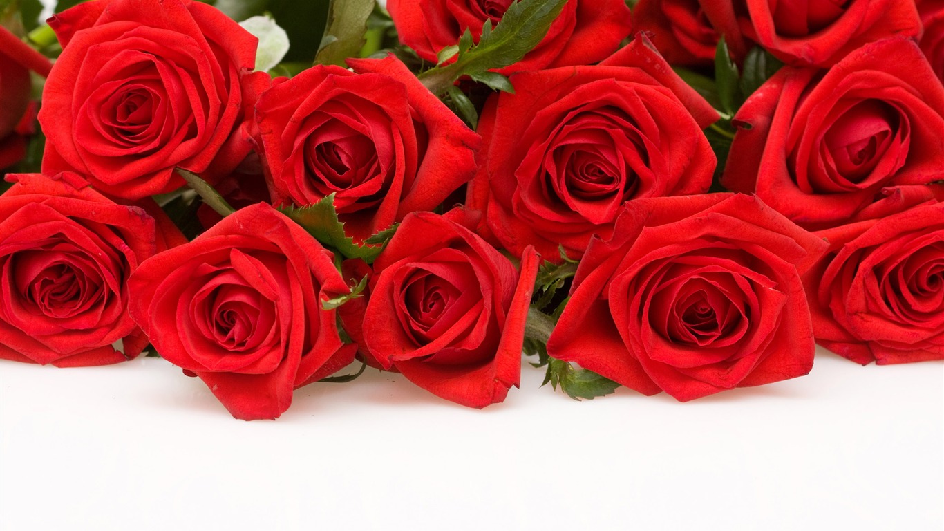 Large Rose Photo Wallpaper (4) #3 - 1366x768