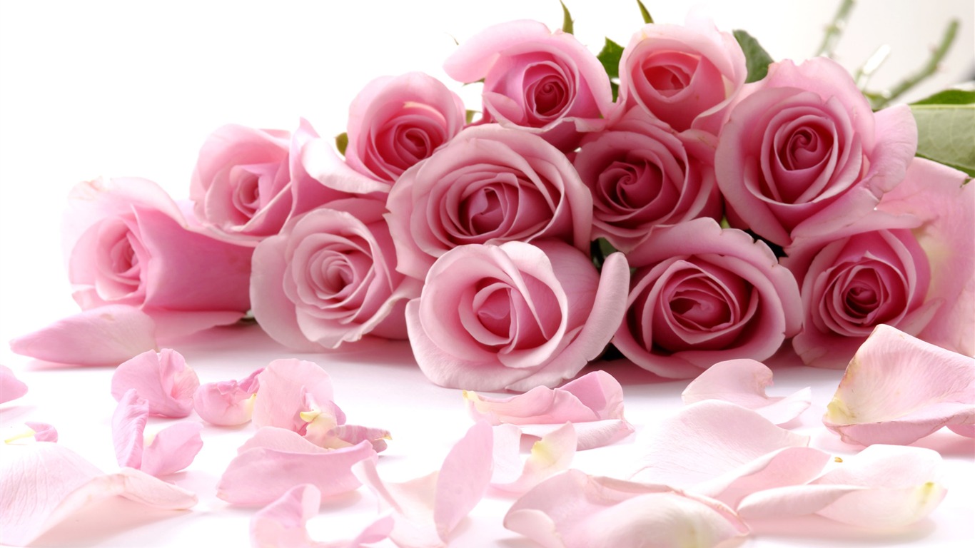 Large Rose Photo Wallpaper (4) #6 - 1366x768