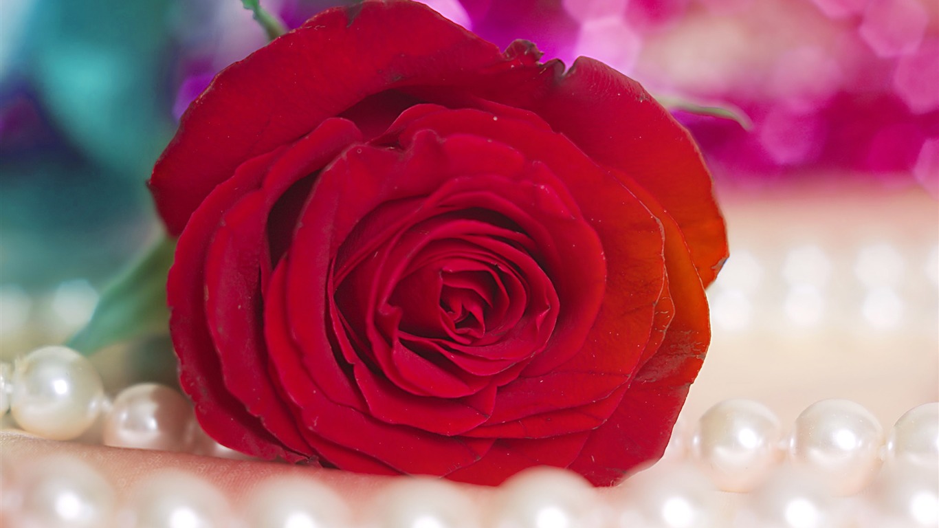 Large Rose Photo Wallpaper (4) #9 - 1366x768