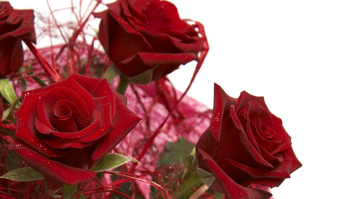 Large Rose Photo Wallpaper (4) #12 - 1366x768