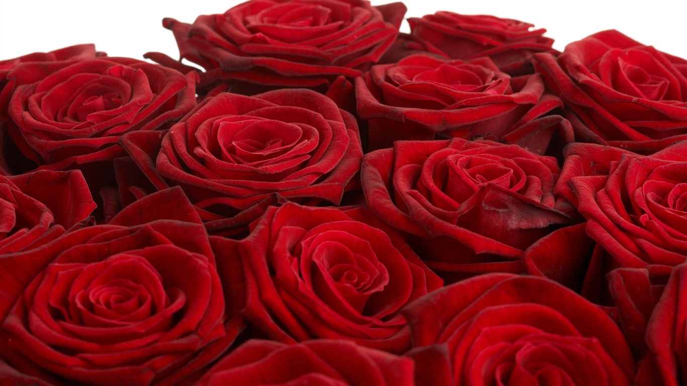 Large Rose Photo Wallpaper (4) #17 - 1366x768