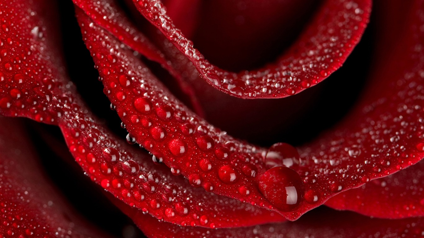 Large Rose Photo Wallpaper (4) #19 - 1366x768