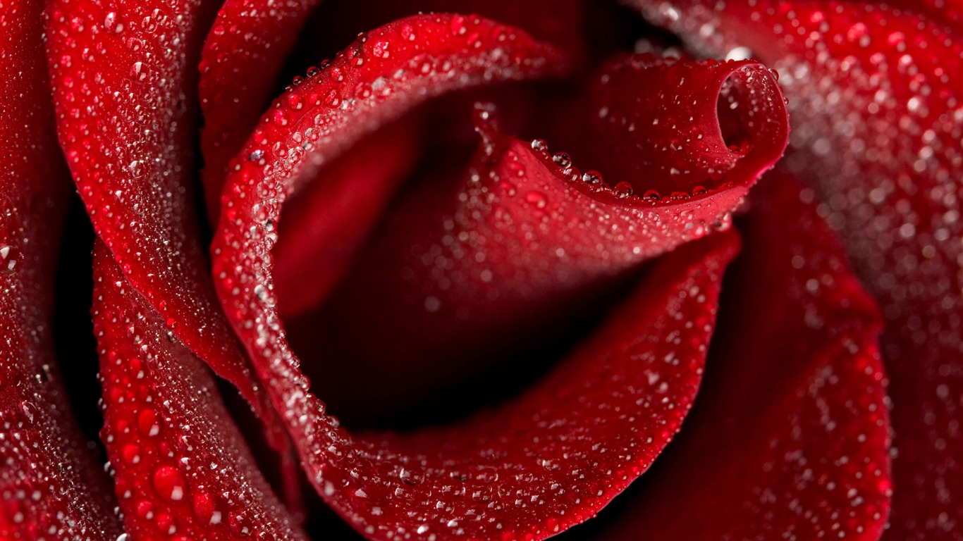 Large Rose Photo Wallpaper (4) #20 - 1366x768