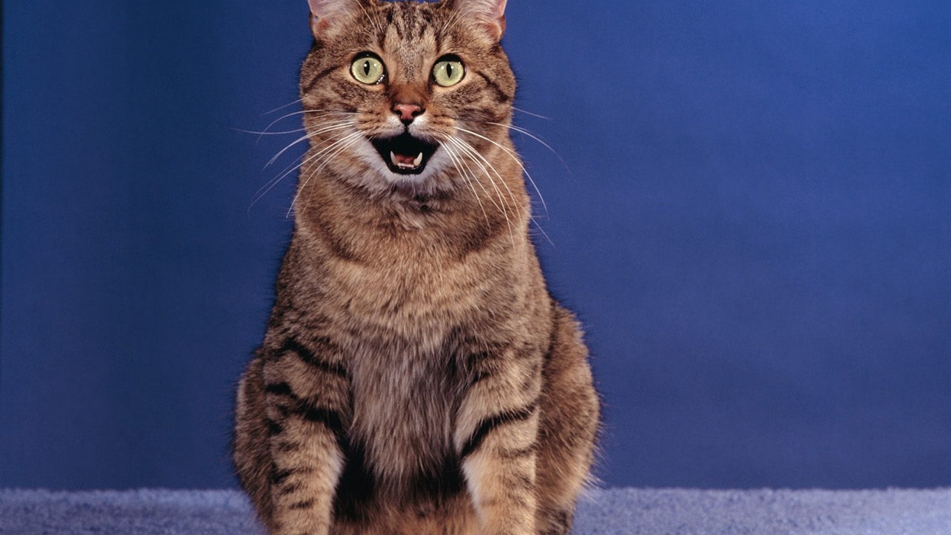 1600 Cat Foto tapety (5) #2 - 1366x768