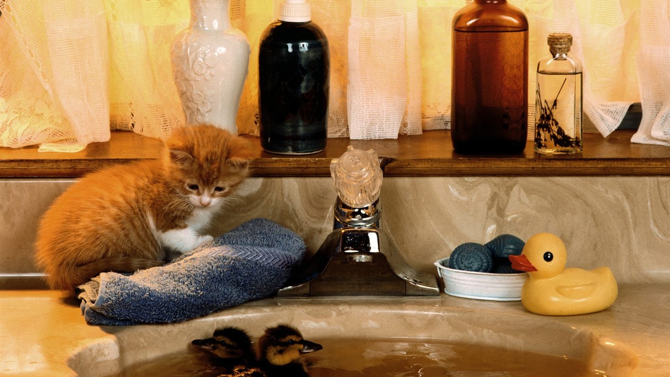 1600 Cat Foto tapety (5) #5 - 1366x768