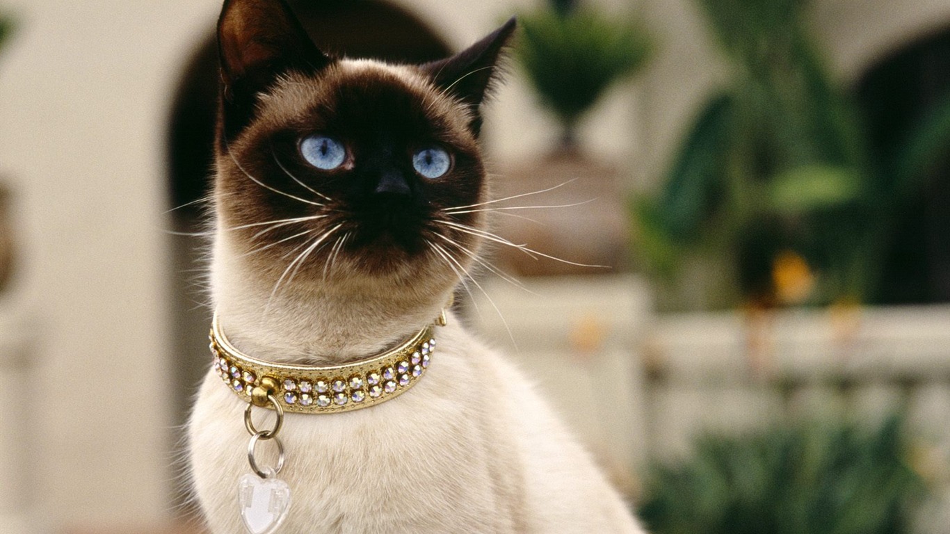1600 Cat Foto tapety (5) #10 - 1366x768