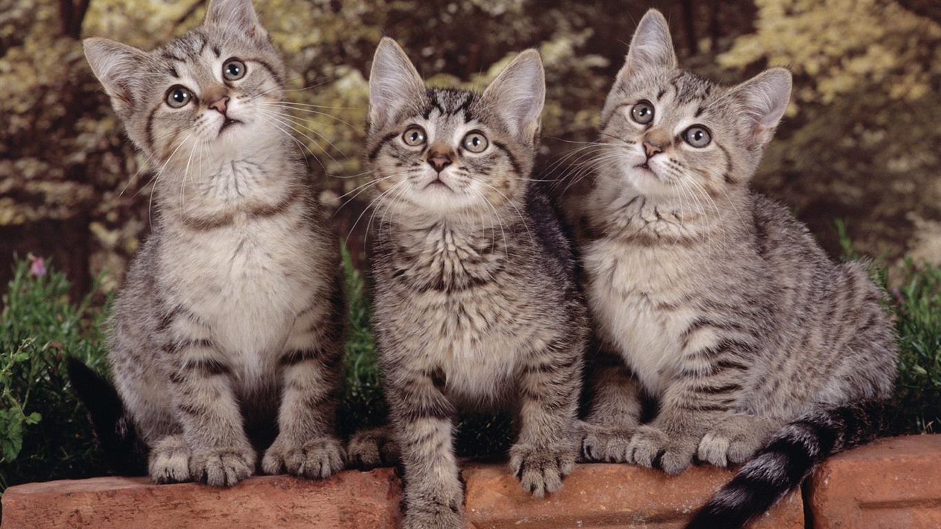 1600 Cat Foto tapety (5) #16 - 1366x768