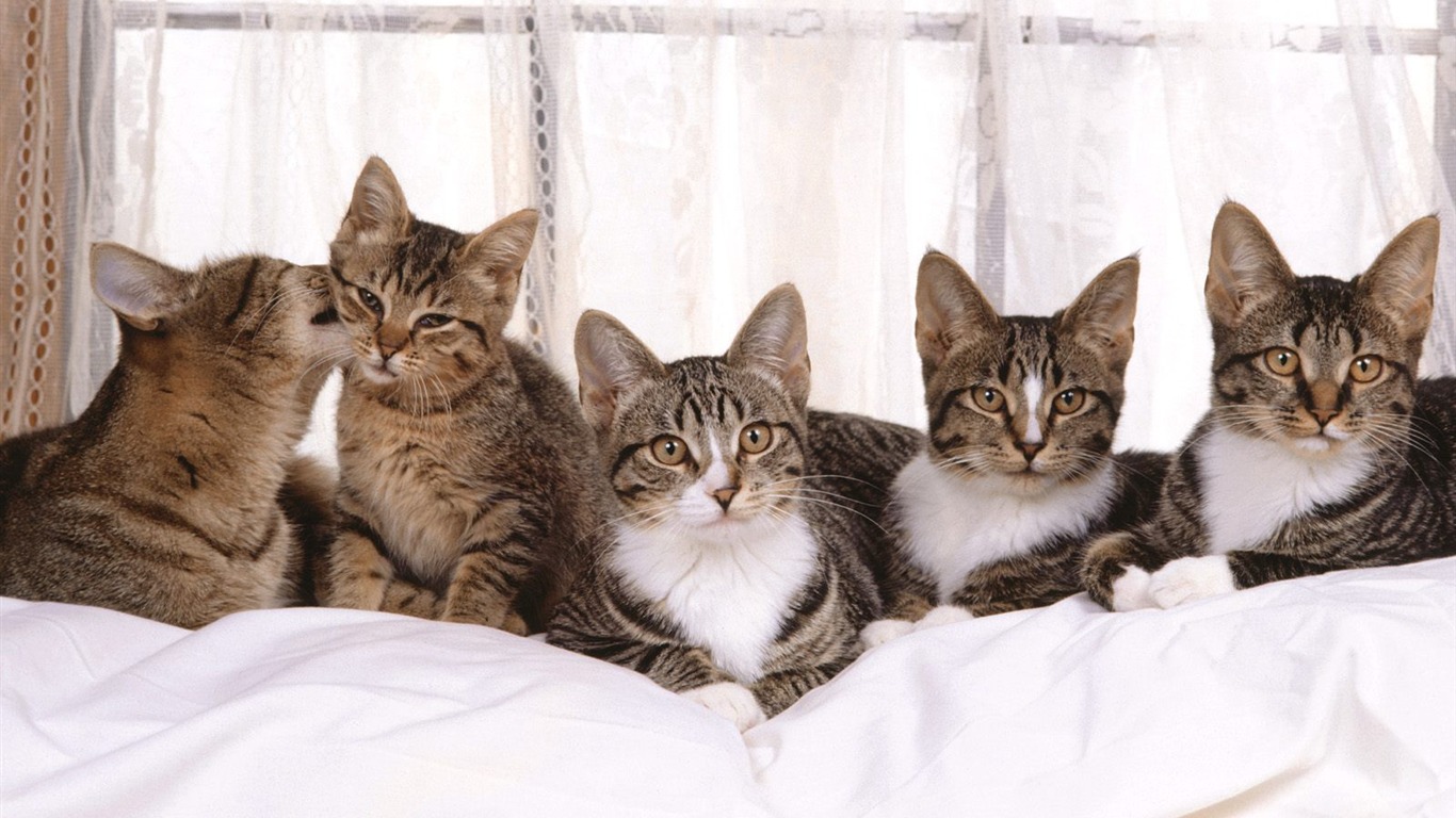 1600 Cat Foto tapety (5) #20 - 1366x768