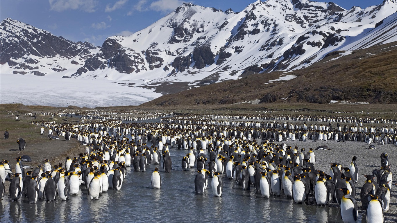 Animal Widescreen Wallpapers Collection (4) #5 - 1366x768