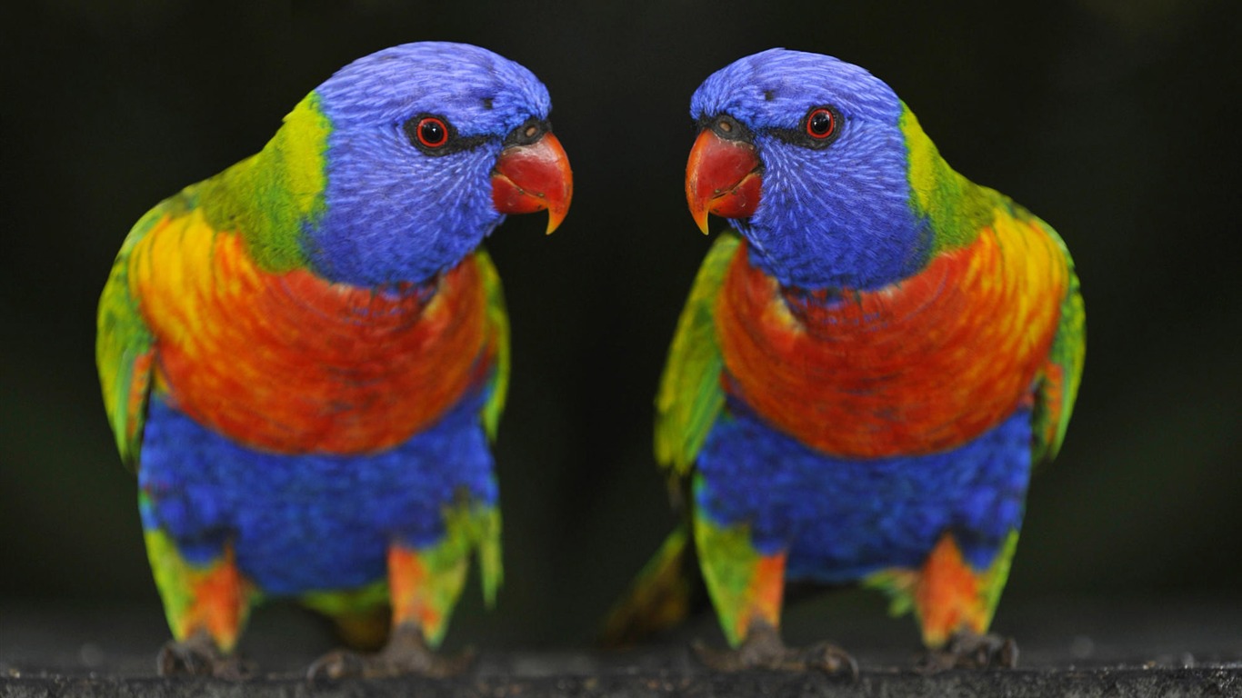Animal Widescreen Wallpapers Collection (4) #17 - 1366x768