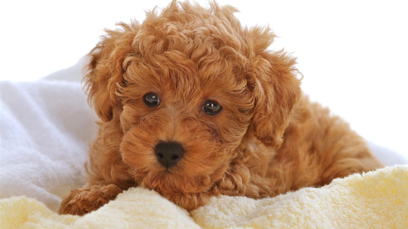 Animal Widescreen Wallpapers Collection (4) #18 - 1366x768