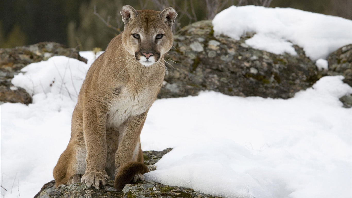 Animal Widescreen Wallpapers Collection (4) #20 - 1366x768