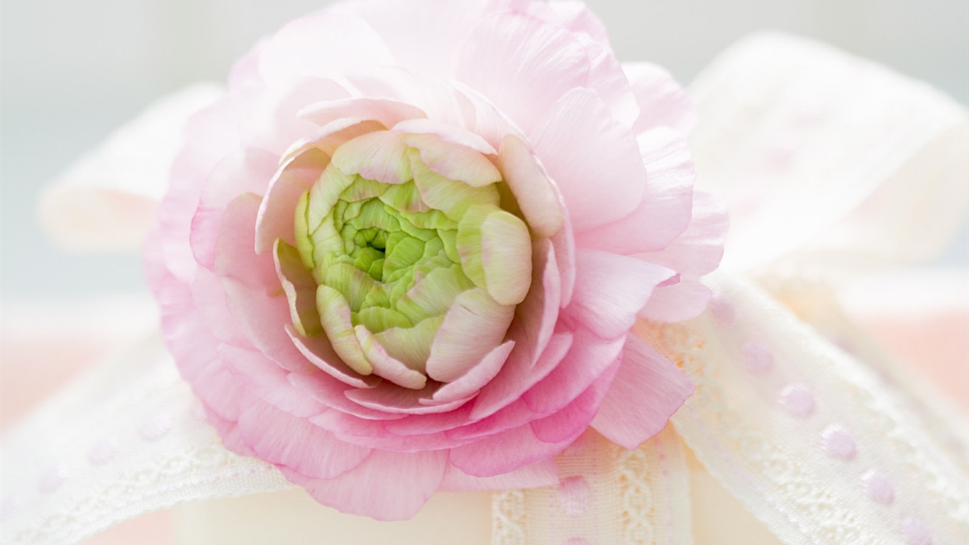 Home Still Life Wallpaper (13) #2 - 1366x768
