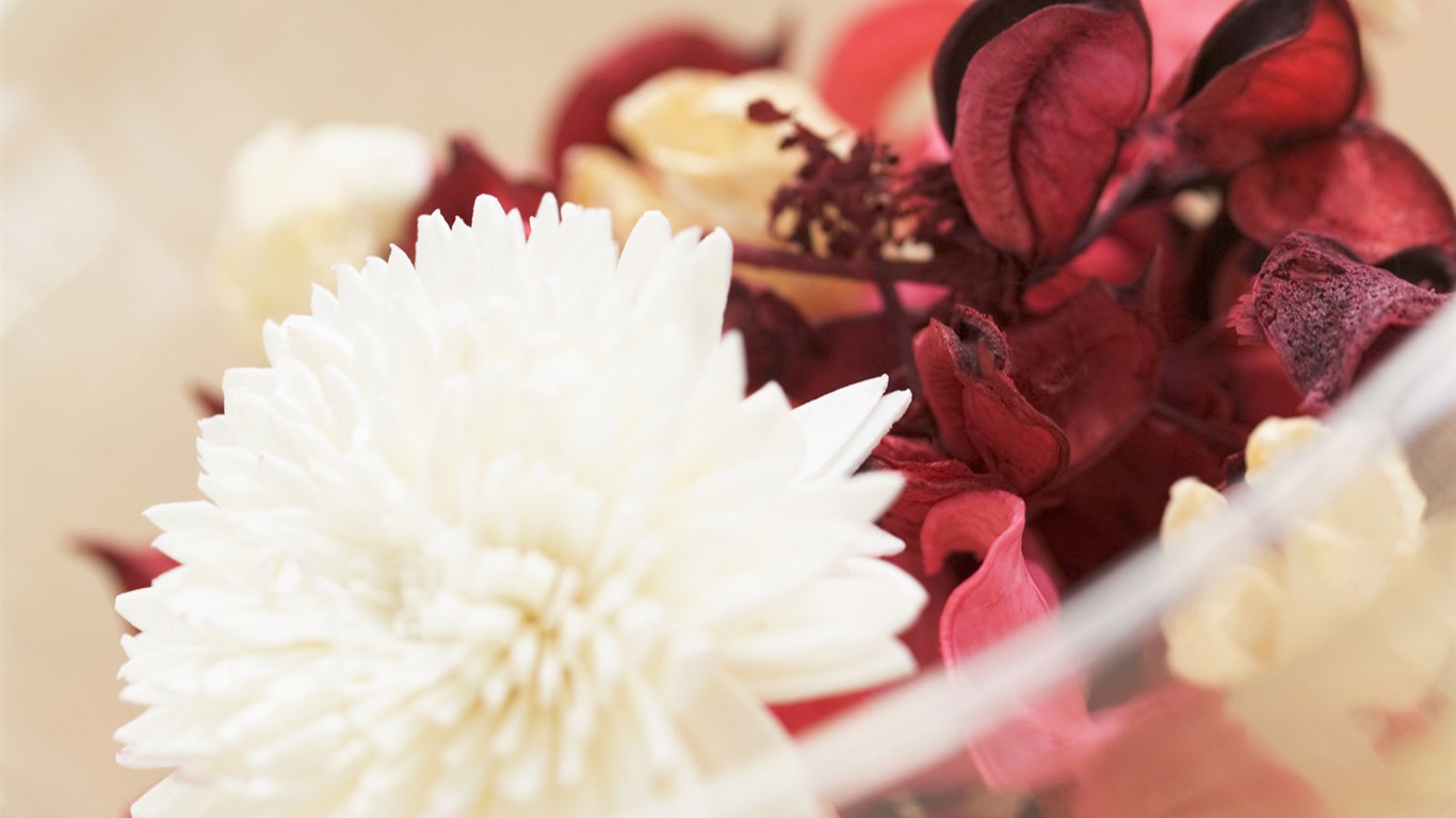 Hlavní Still Life Wallpaper (13) #6 - 1366x768