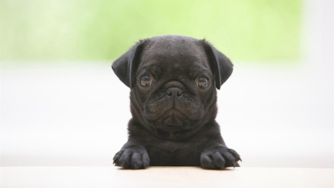 Puppy Foto HD Tapety na plochu (7) #3 - 1366x768