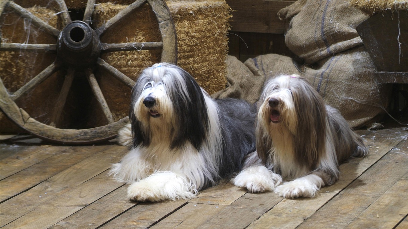 Puppy Foto HD Tapety na plochu (7) #13 - 1366x768