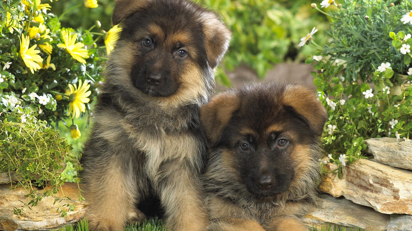 Puppy Foto HD Tapety na plochu (7) #14 - 1366x768