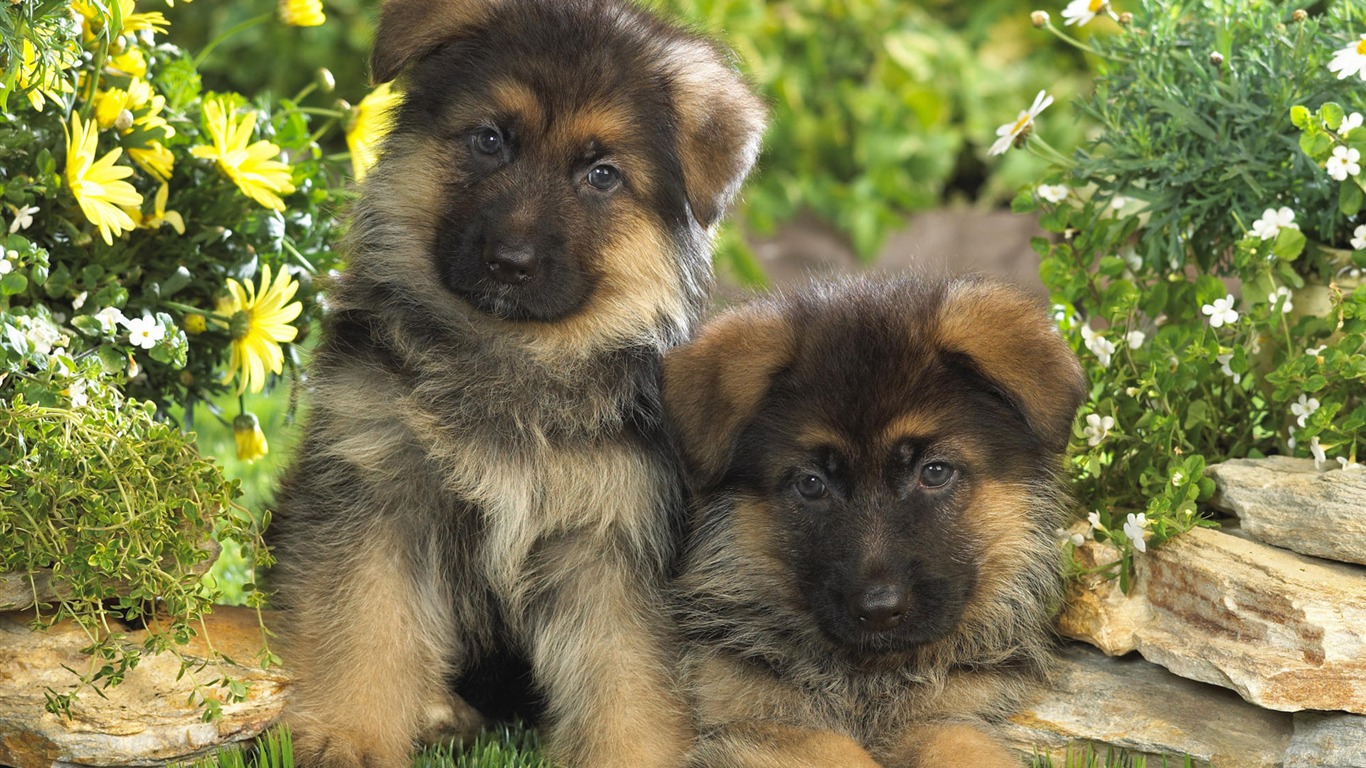 Puppy Photo fonds d'écran HD (7) #14 - 1366x768