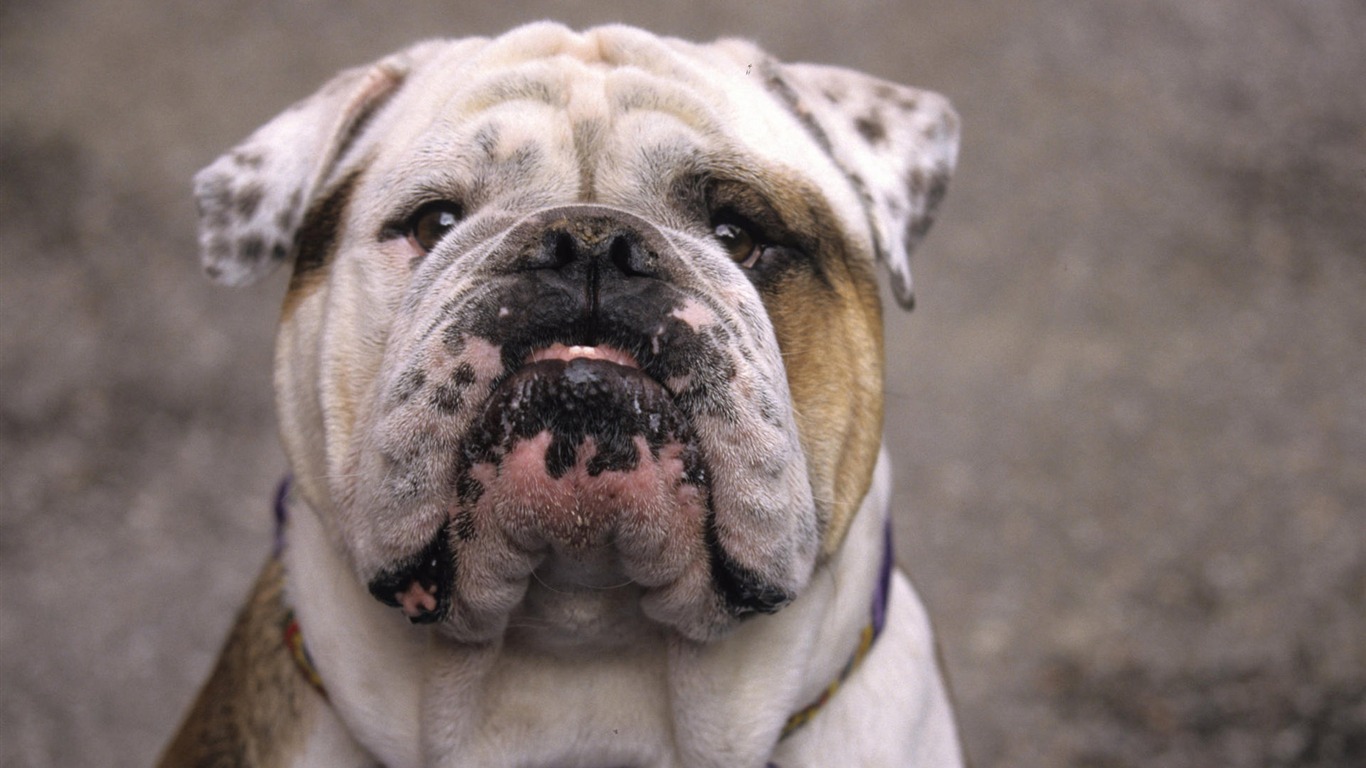 Cachorro de fotos HD fondos de pantalla (7) #15 - 1366x768