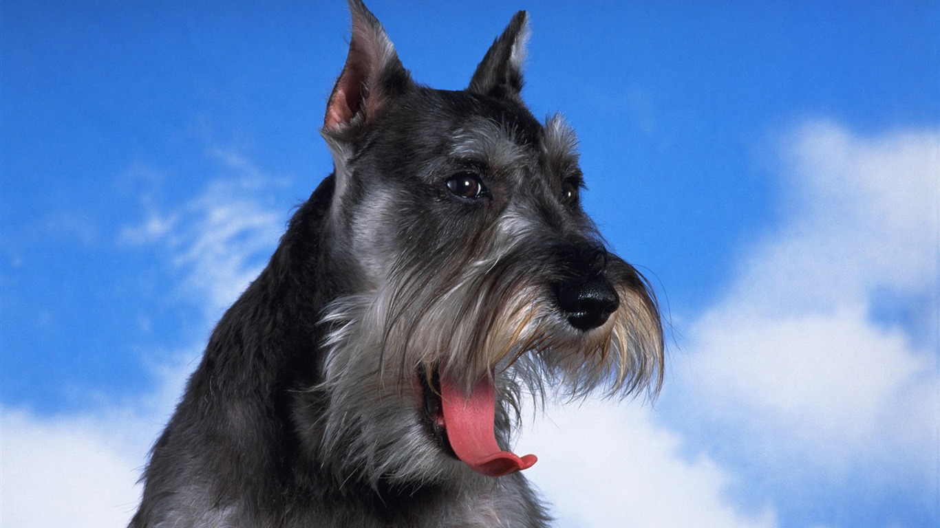 Puppy Foto HD Tapety na plochu (7) #18 - 1366x768