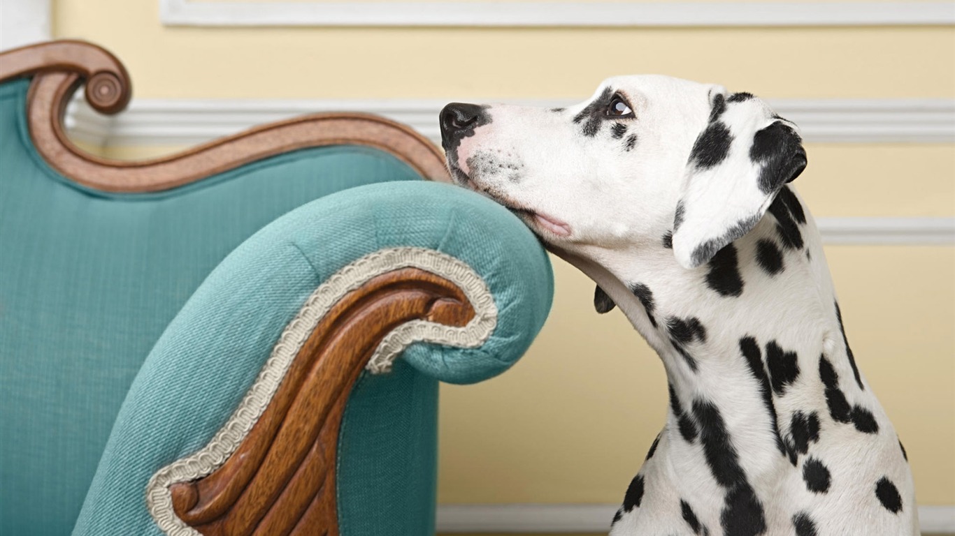 Puppy Photo HD wallpapers (7) #19 - 1366x768
