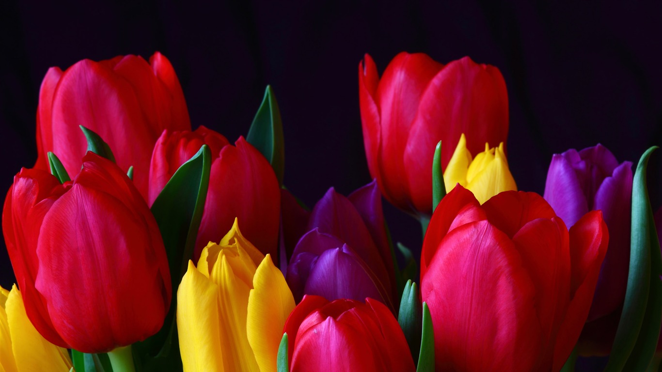 Large tulip wallpaper (1) #1 - 1366x768