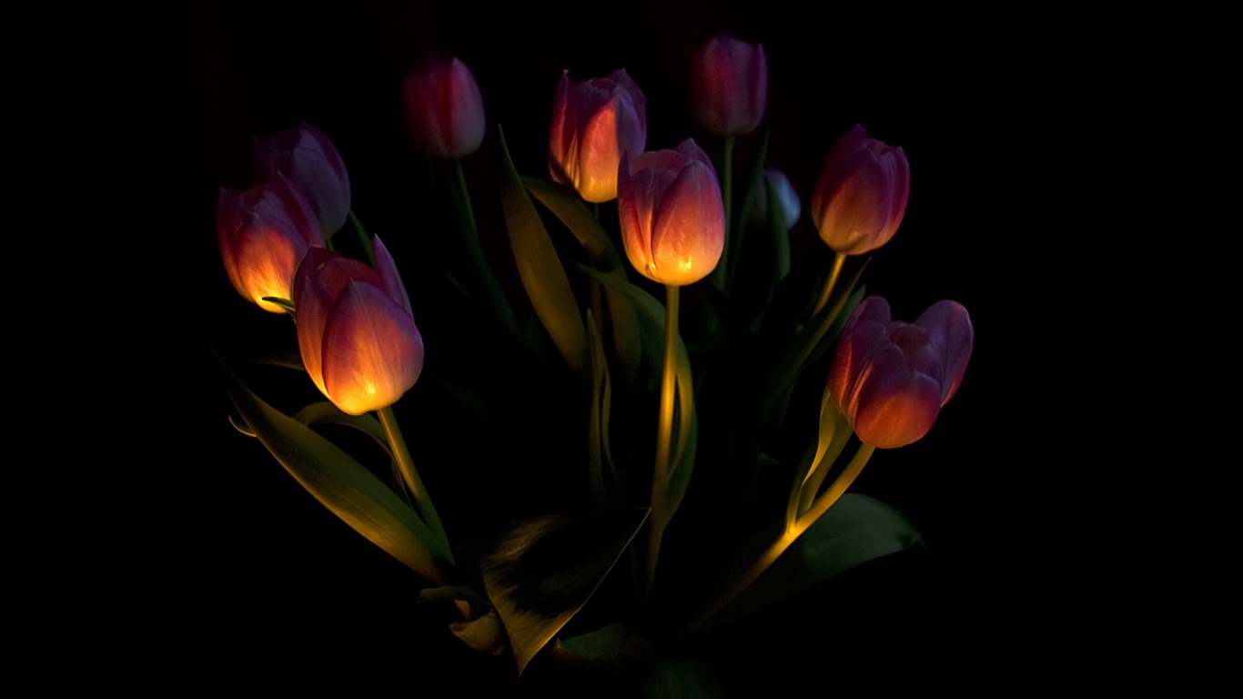 Large tulip wallpaper (1) #2 - 1366x768