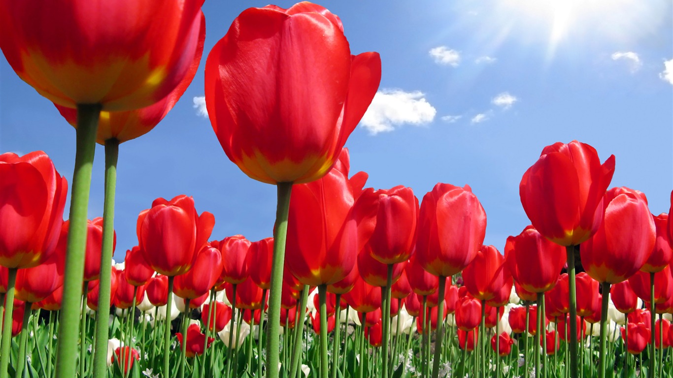 Large tulip wallpaper (1) #5 - 1366x768