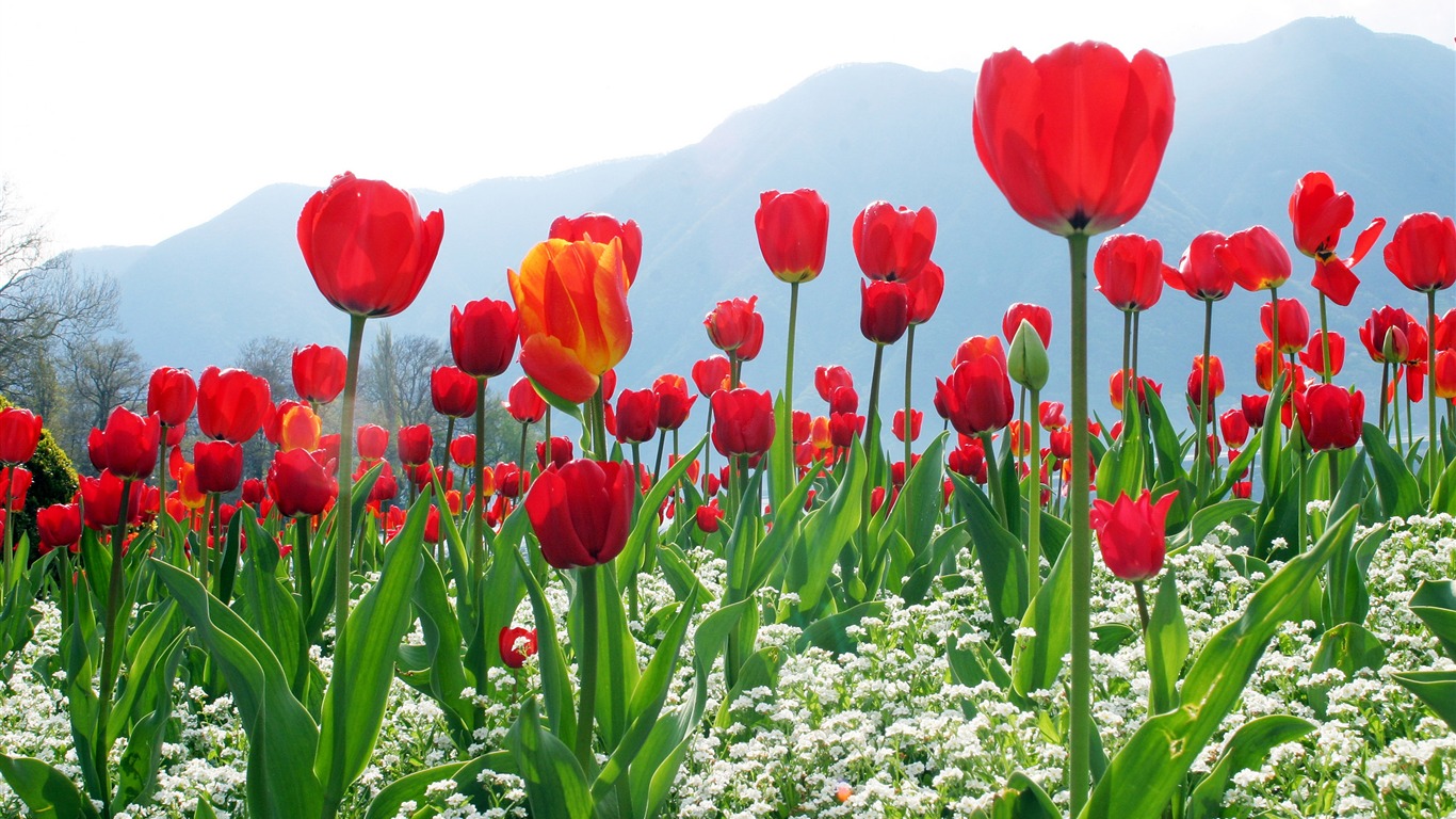 Velký tulipán tapety (1) #6 - 1366x768