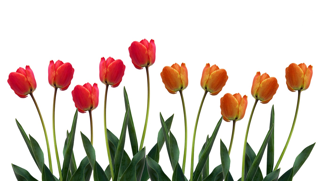 Large tulip wallpaper (1) #8 - 1366x768