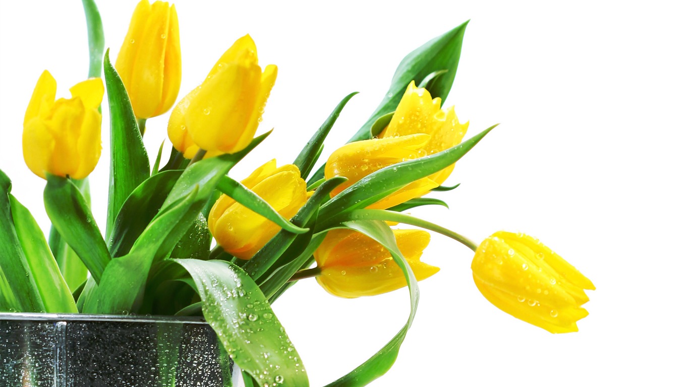 Velký tulipán tapety (1) #9 - 1366x768