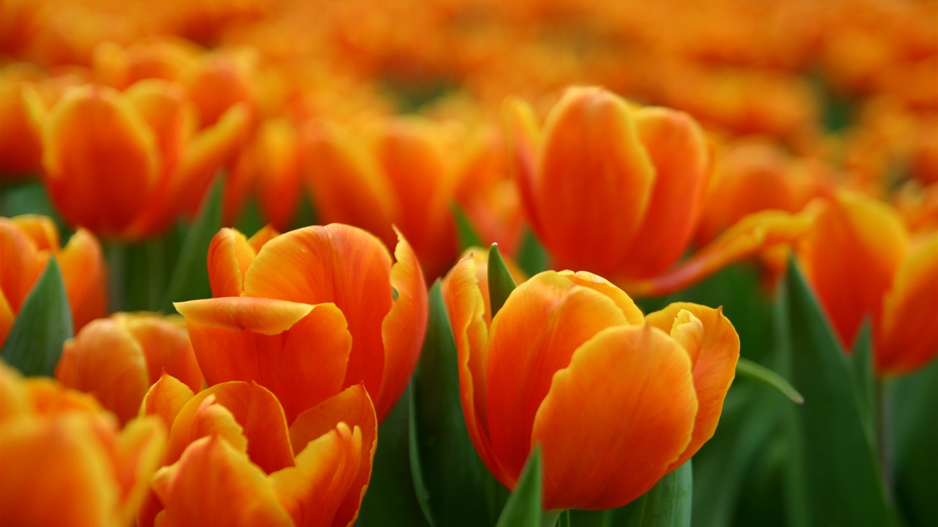 Large tulip wallpaper (1) #12 - 1366x768