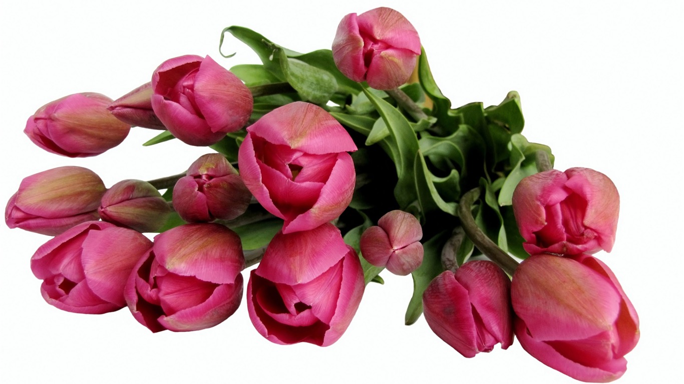 Large tulip wallpaper (1) #13 - 1366x768