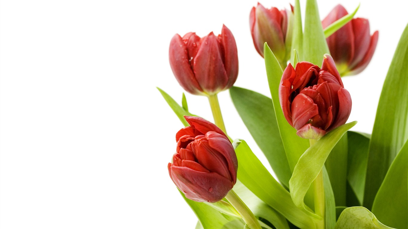 Large tulip wallpaper (1) #14 - 1366x768