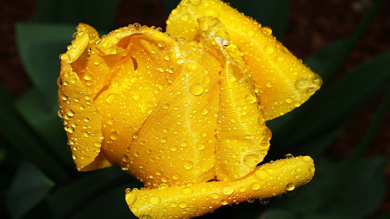 Velký tulipán tapety (1) #15 - 1366x768
