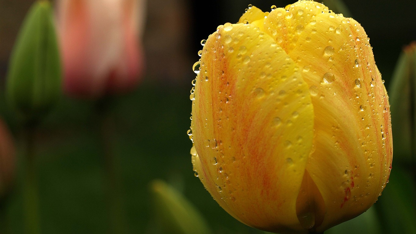 Large tulip wallpaper (1) #16 - 1366x768