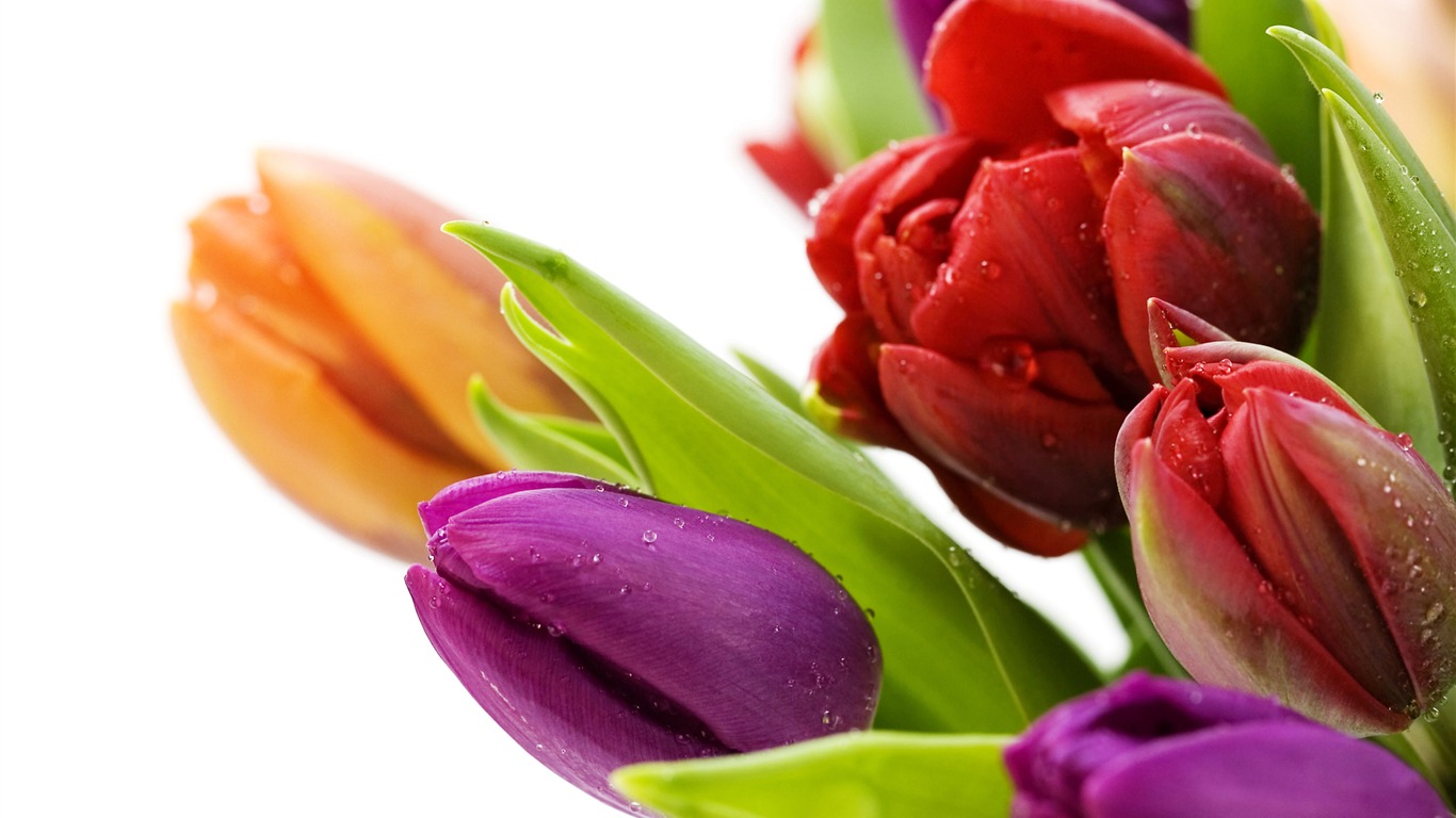 Large tulip wallpaper (1) #17 - 1366x768