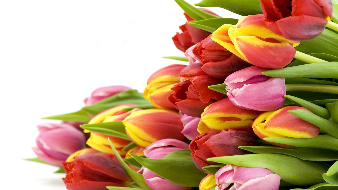 Large tulip wallpaper (1) #18 - 1366x768