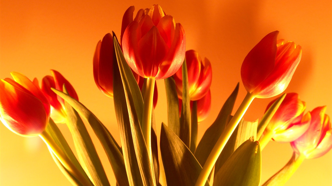 Large tulip wallpaper (1) #20 - 1366x768