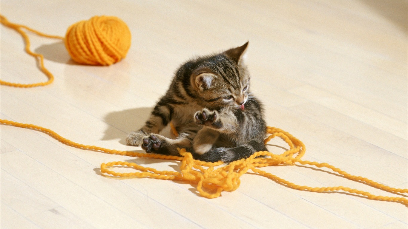 1600 Cat Foto tapety (6) #4 - 1366x768