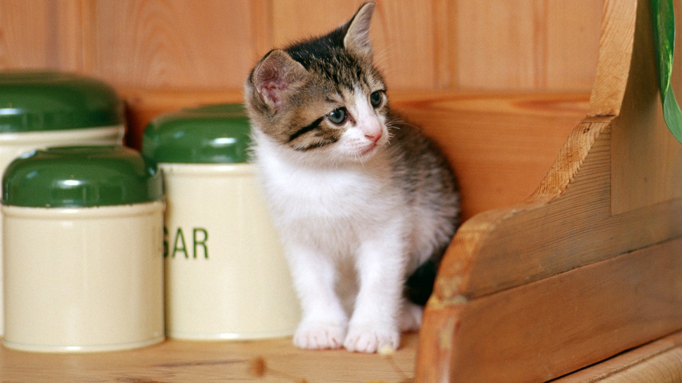 1600 Cat Foto tapety (6) #7 - 1366x768